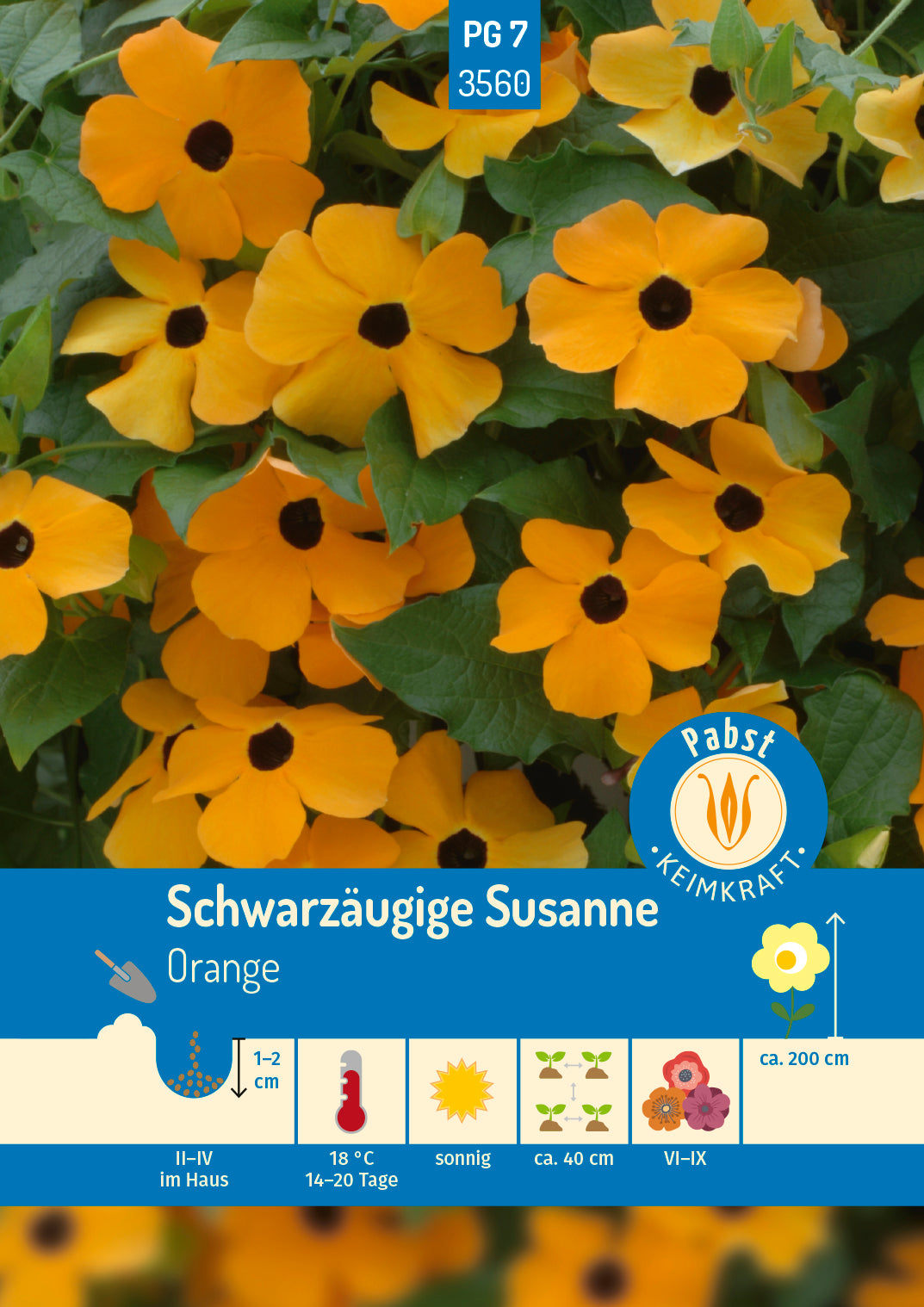 Schwarzäugige Susanne Orange/Gelb