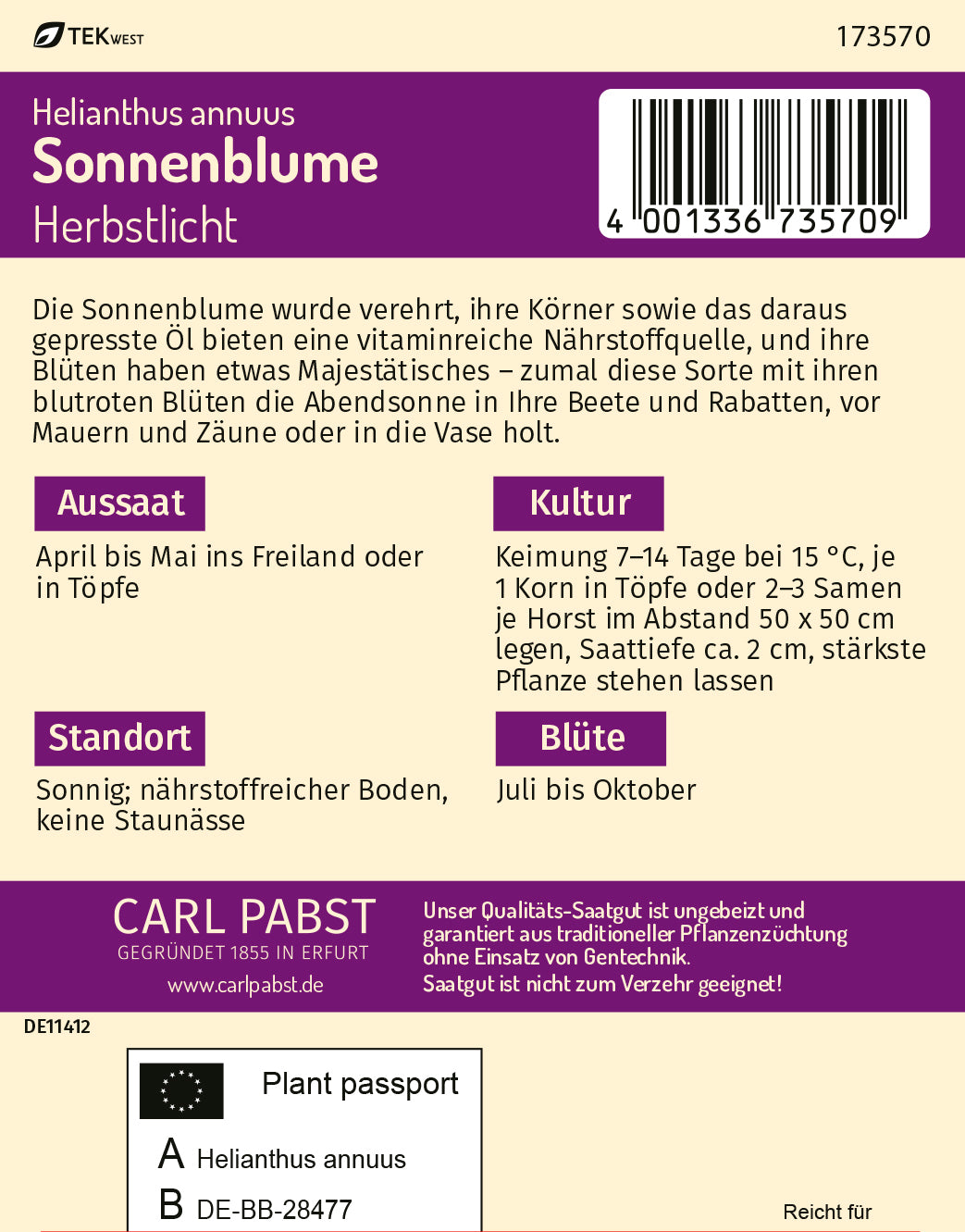 Sonnenblume Herbstlicht