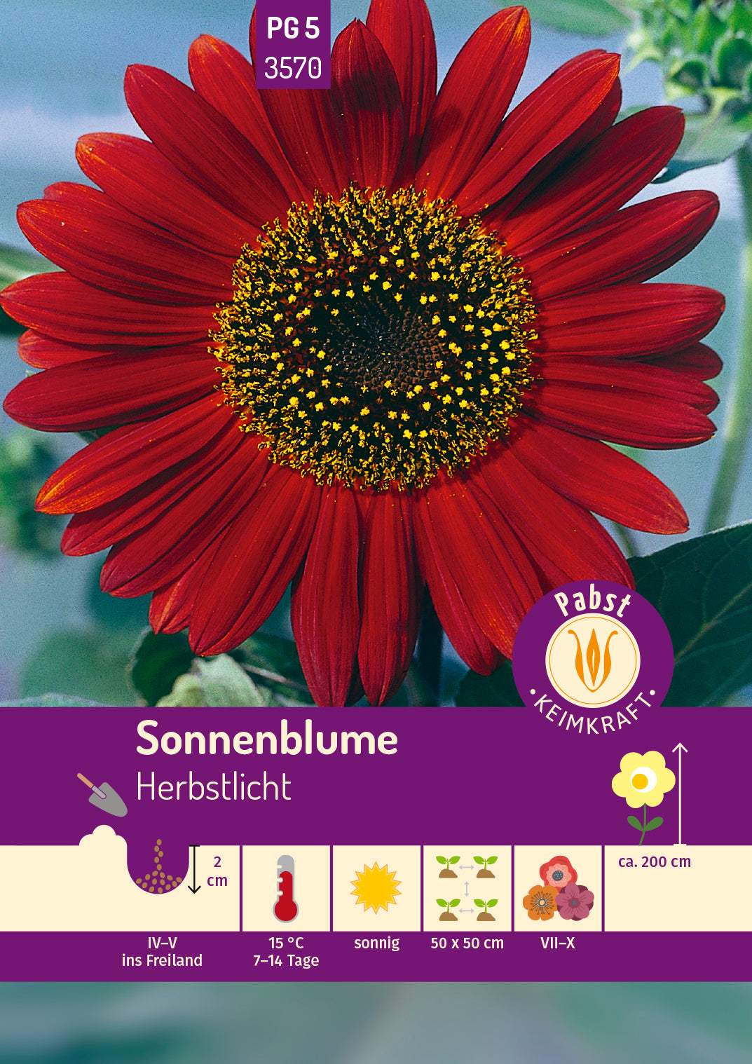 Sonnenblume Herbstlicht