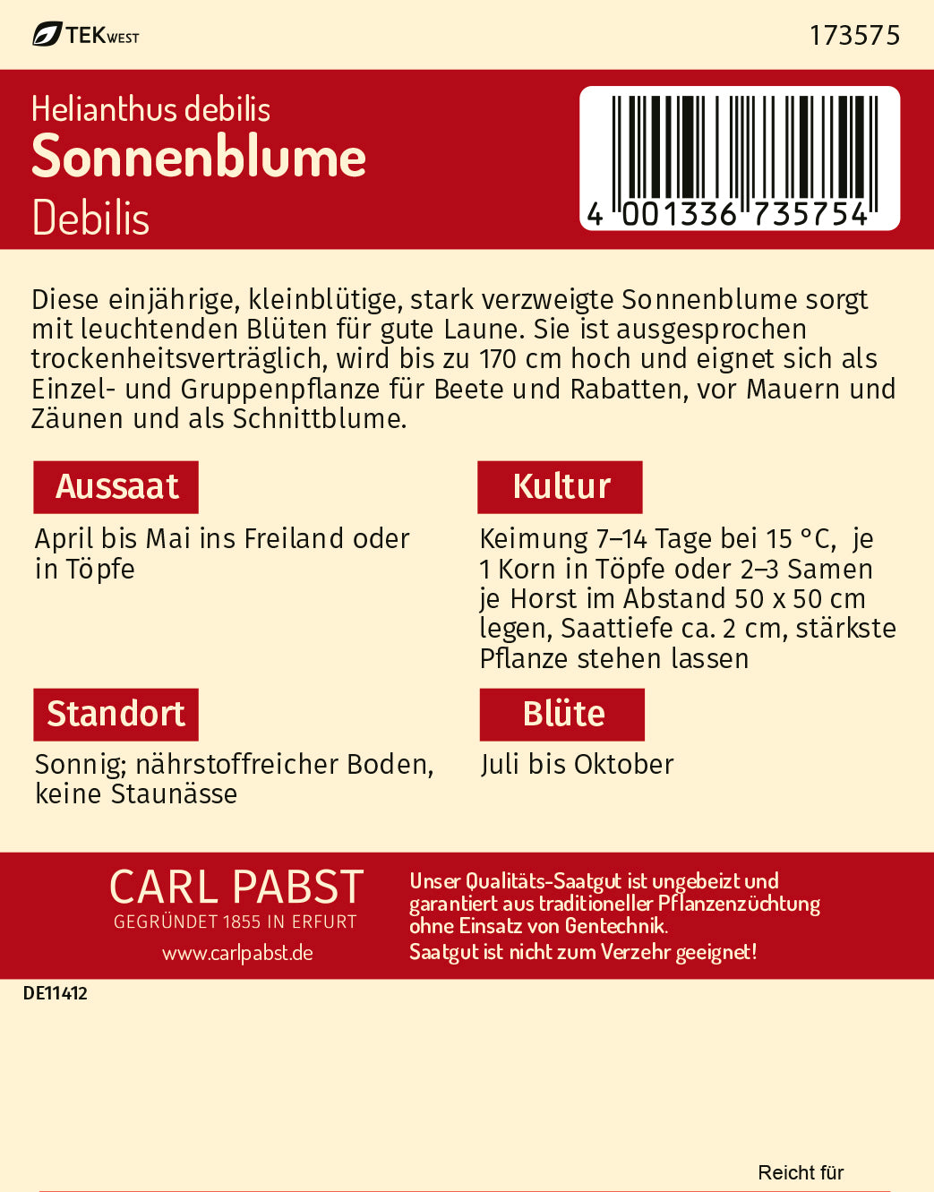 Sonnenblume  Debilis