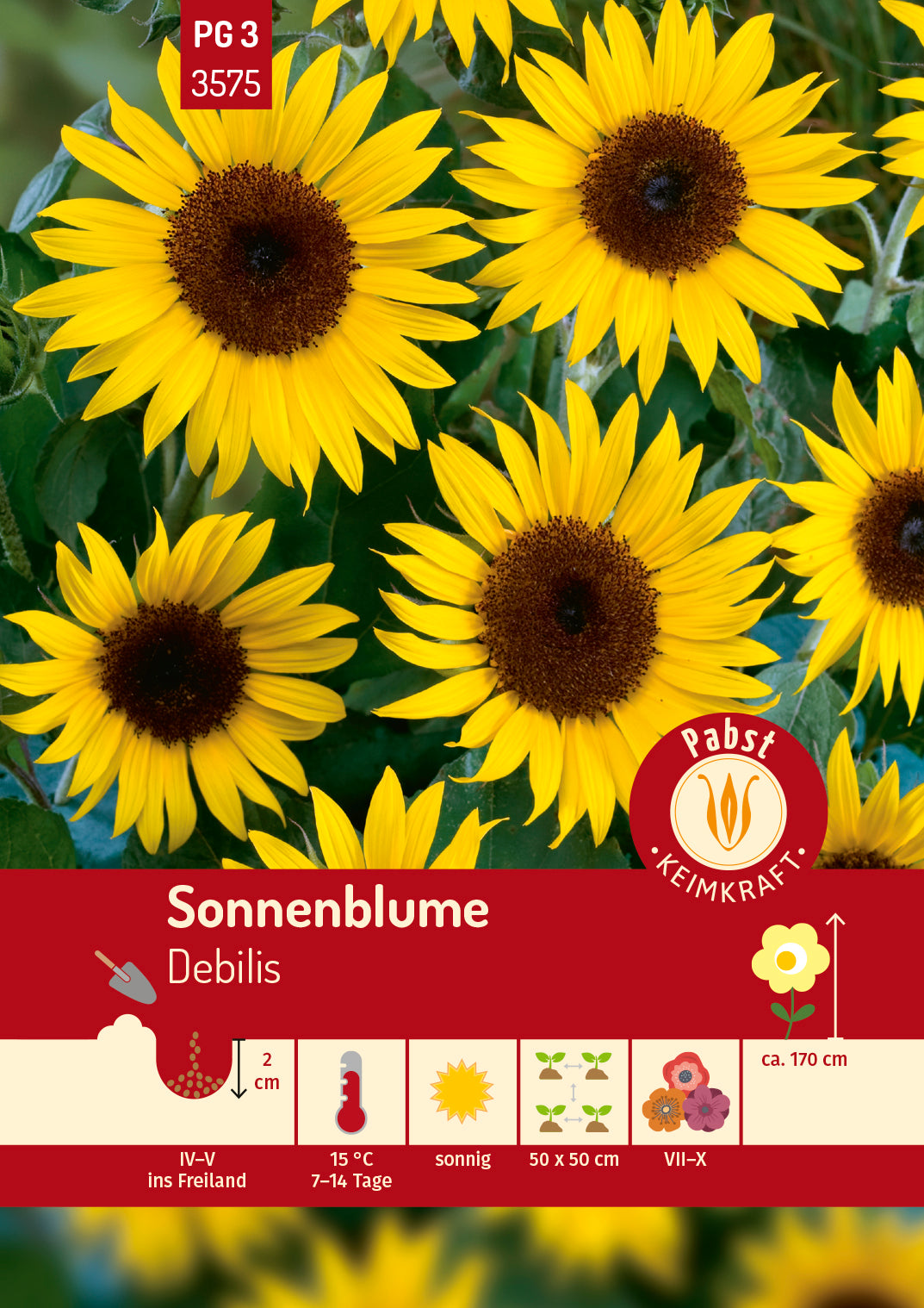 Sonnenblume  Debilis