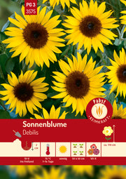 Sonnenblume  Debilis