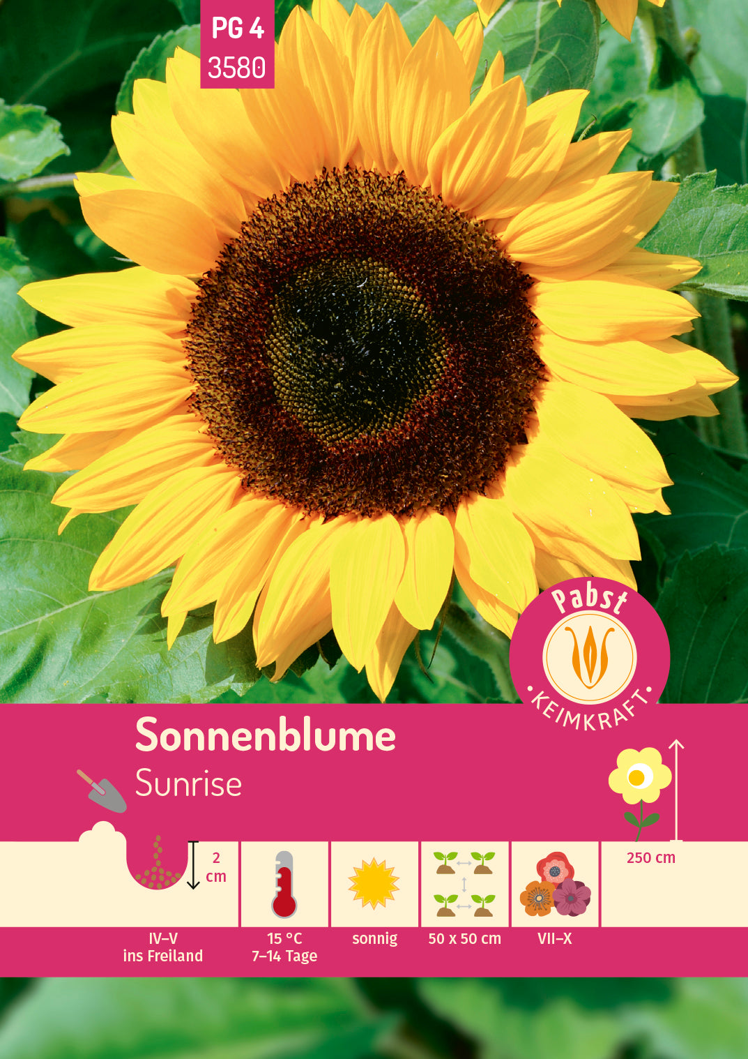 Sonnenblume Sunrise