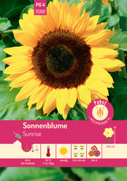 Sonnenblume Sunrise