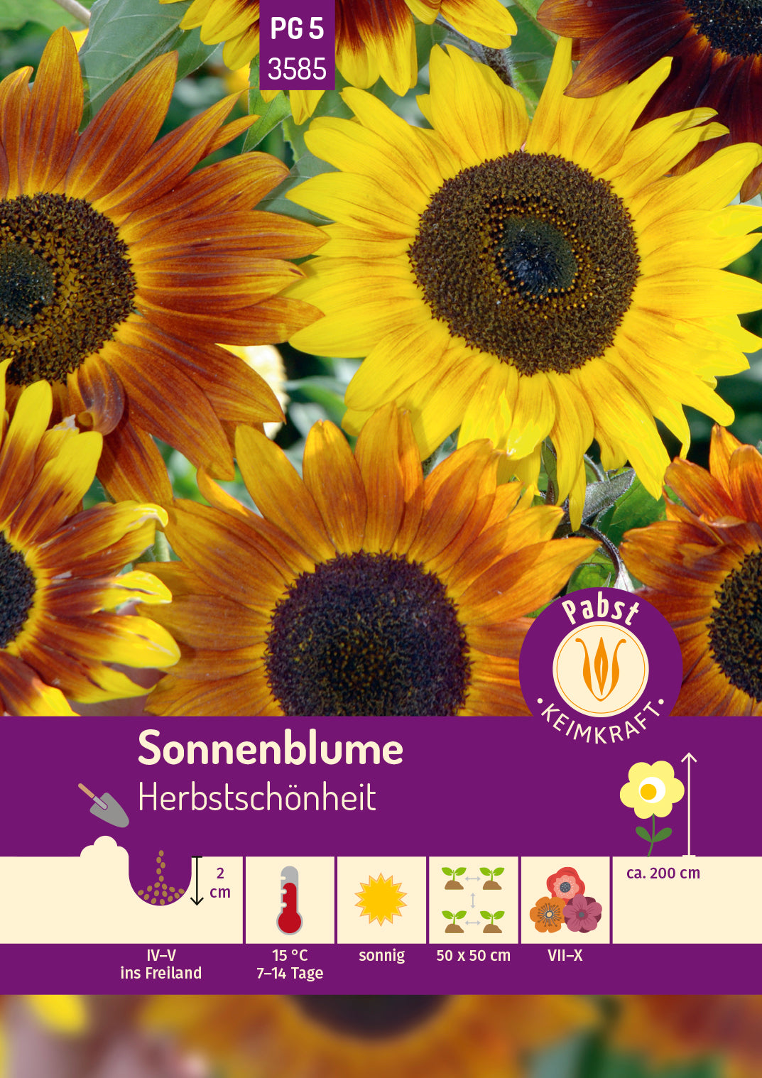 Sonnenblume Herbstschönheit
