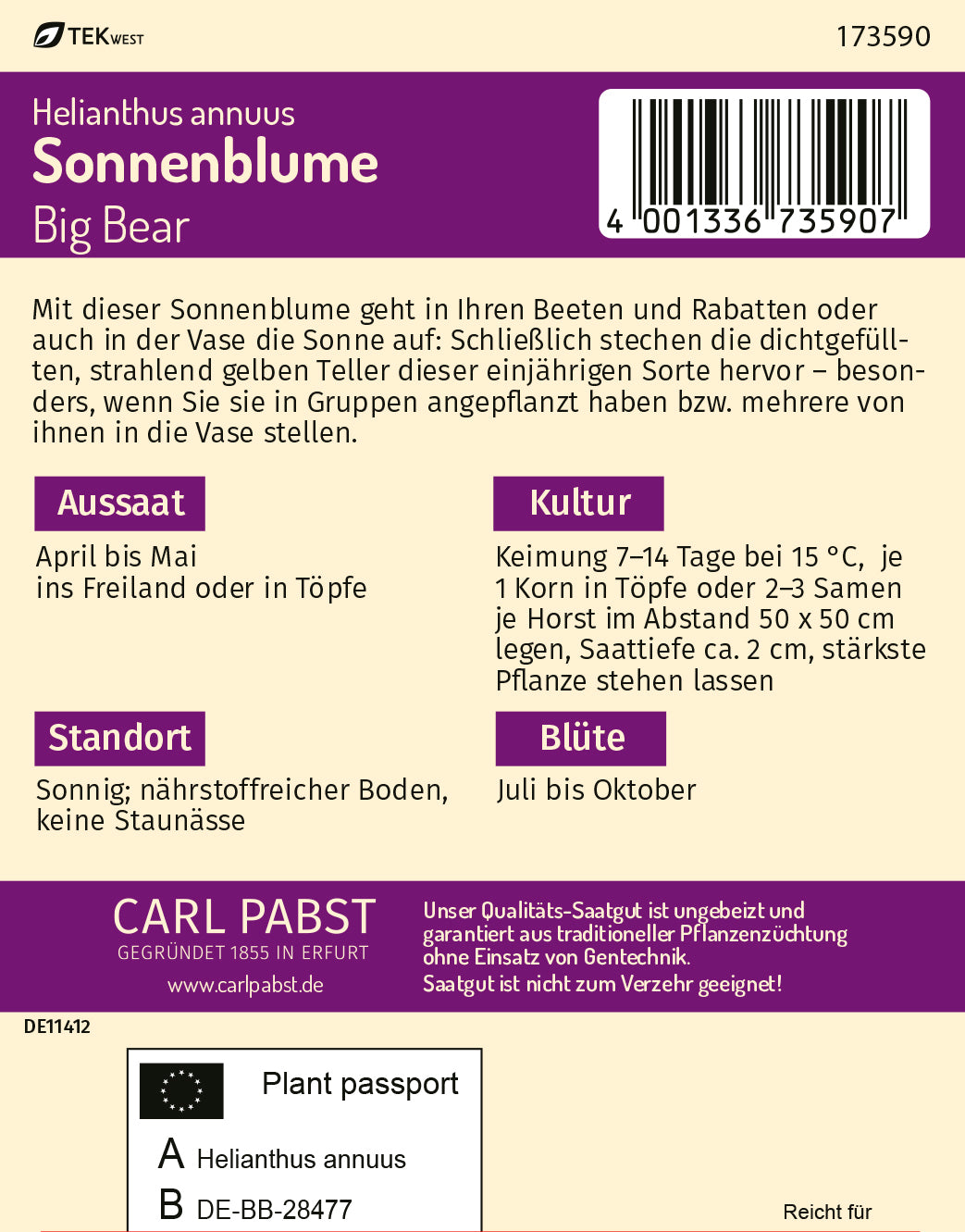 Sonnenblume Big Bear