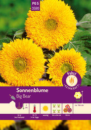 Sonnenblume Big Bear