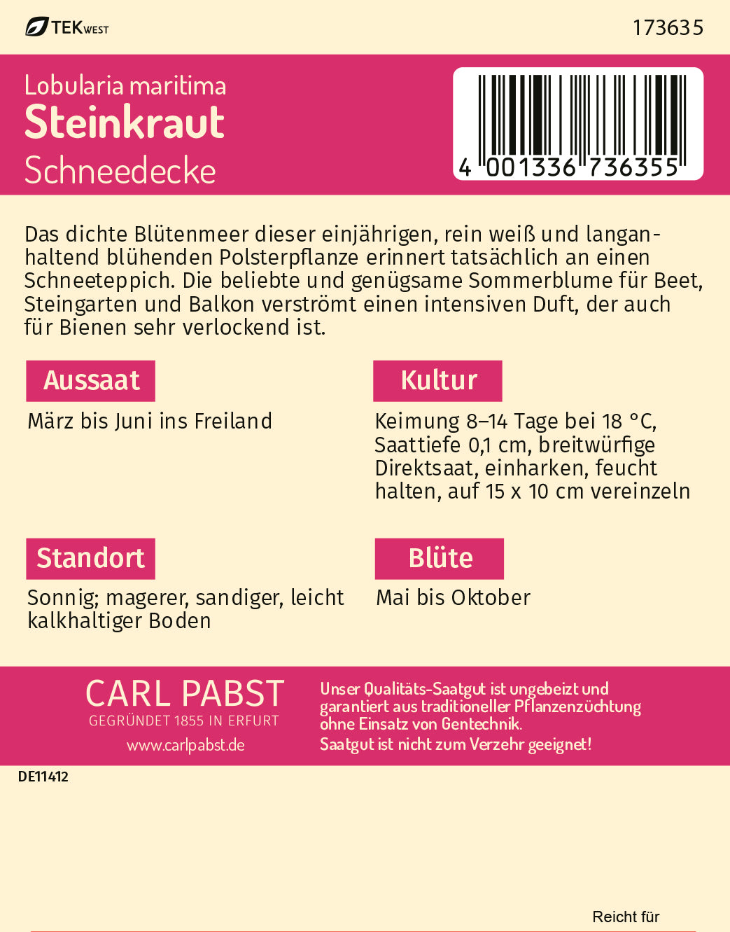 Steinkraut Schneedecke