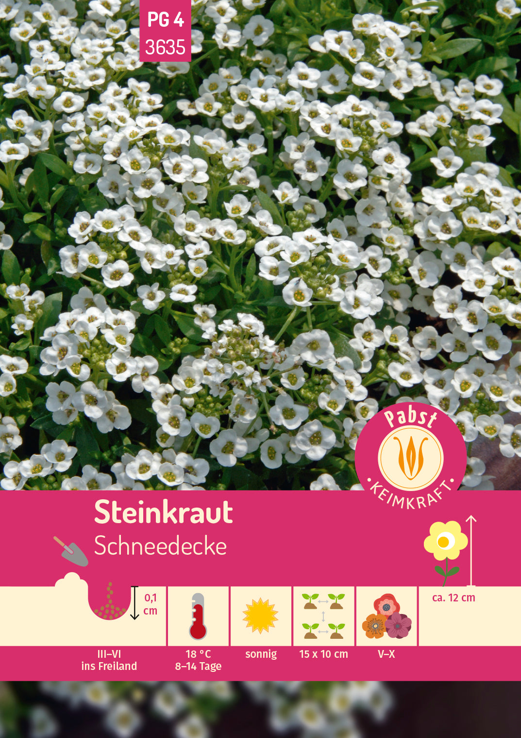 Steinkraut Schneedecke