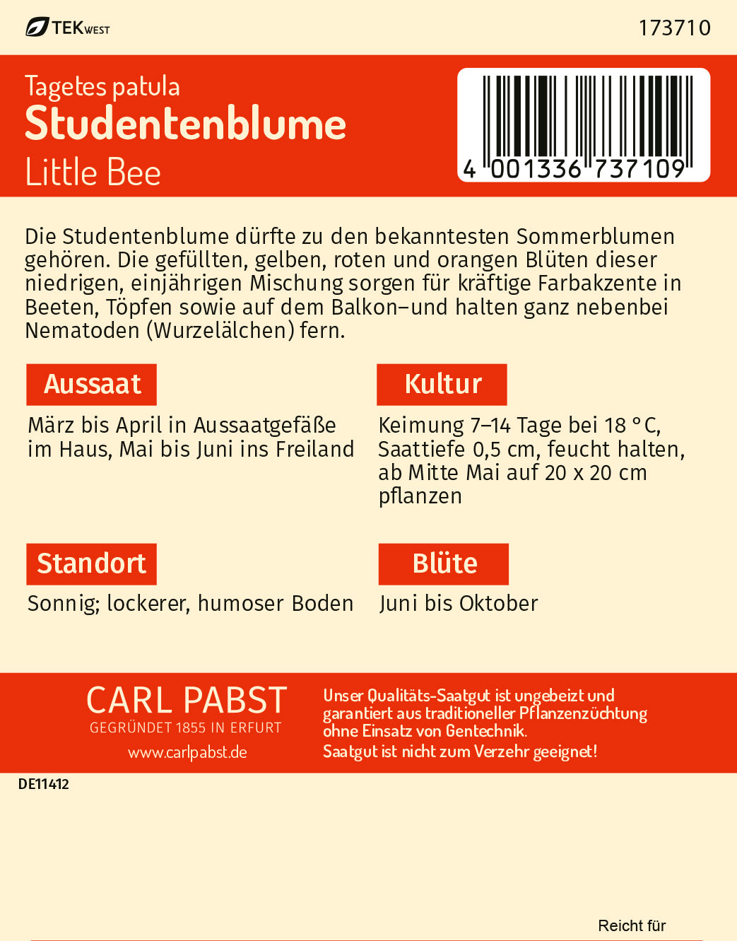 Studentenblume Little Bee