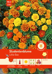 Studentenblume Little Bee