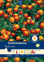 Studentenblume Carmen