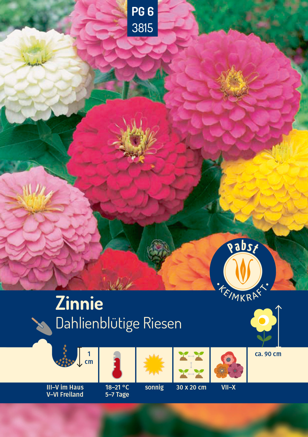 Zinnie Dahlienblütige Riesen