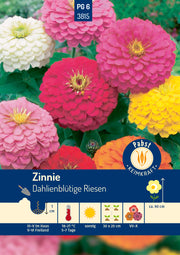 Zinnie Dahlienblütige Riesen
