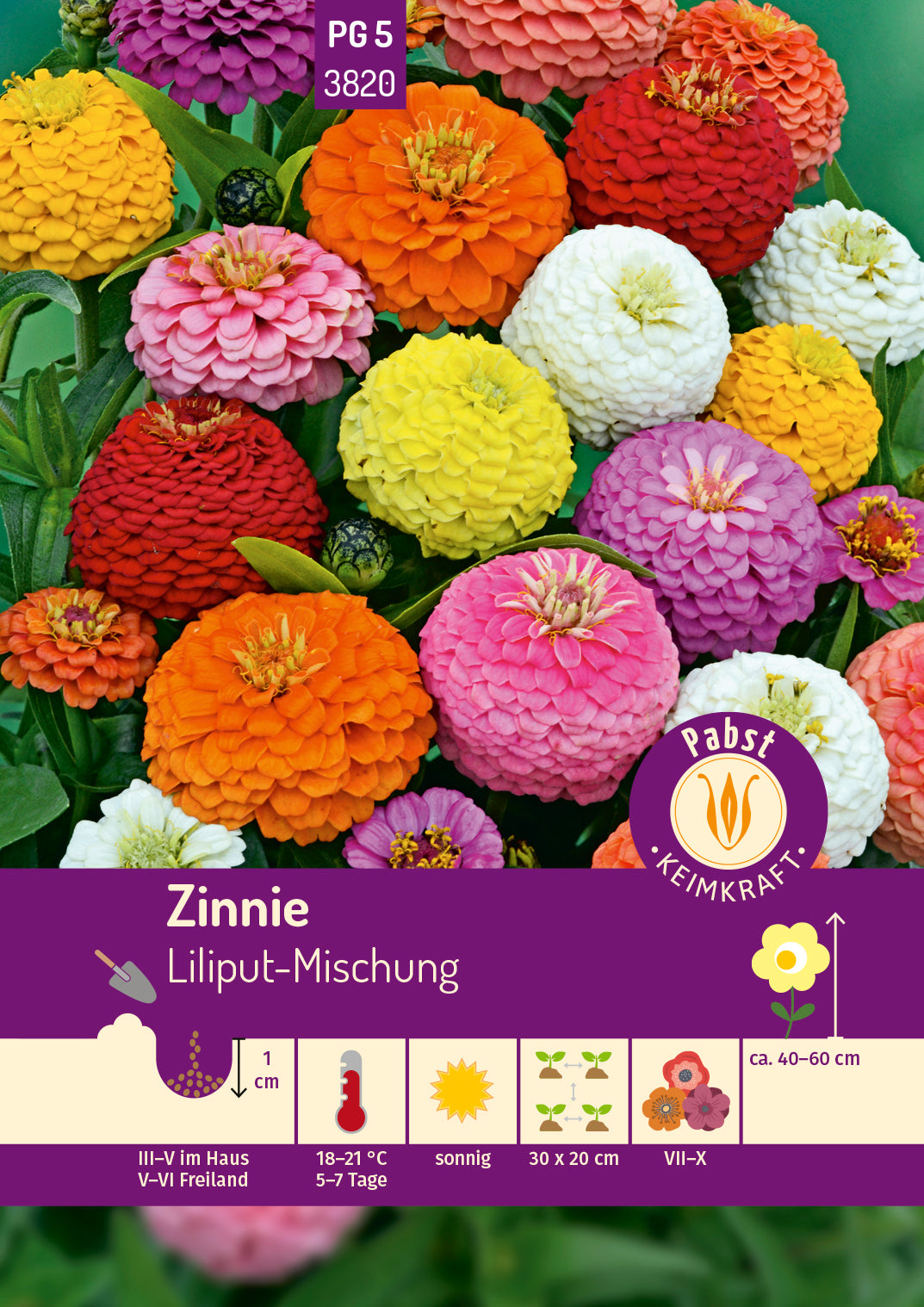 Zinnie Liliput-Mischung