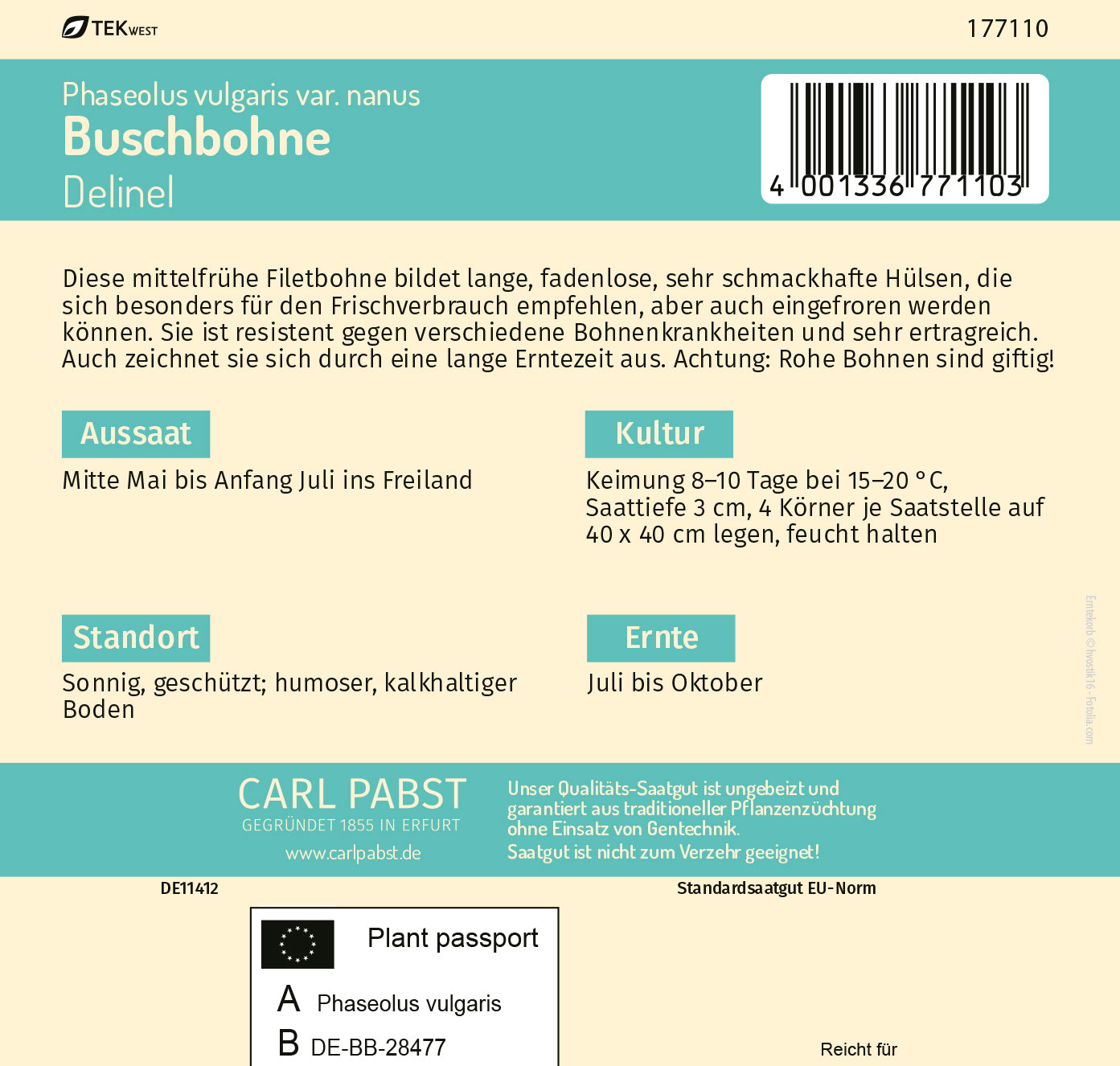 Buschbohne mittelfrüh & fadenlos Delinel