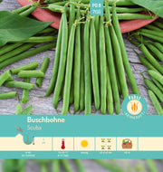 Buschbohne früh & dunkelgrün Scuba