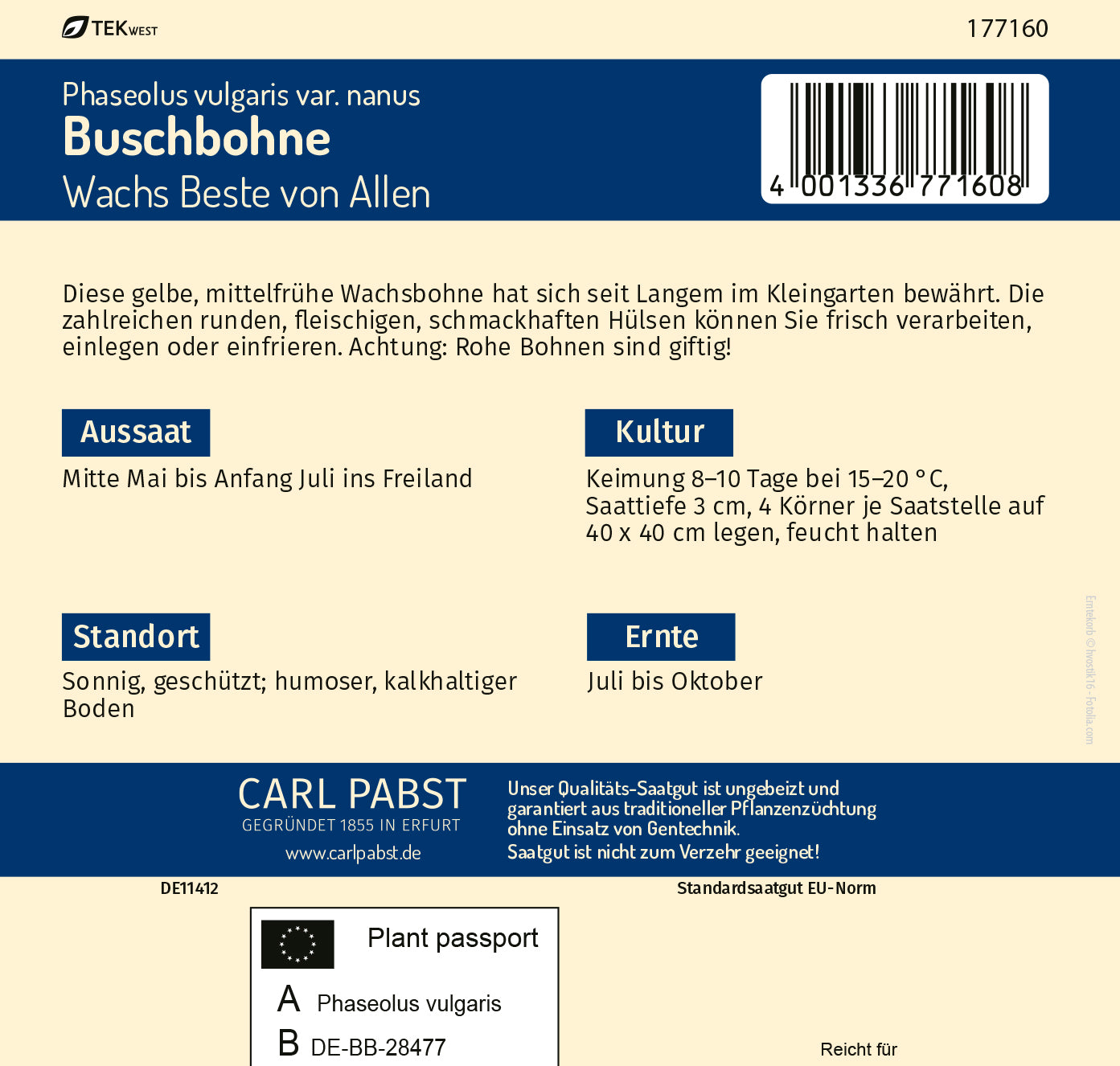 Buschbohne mittelfrüh & robust Wachs Beste von Allen