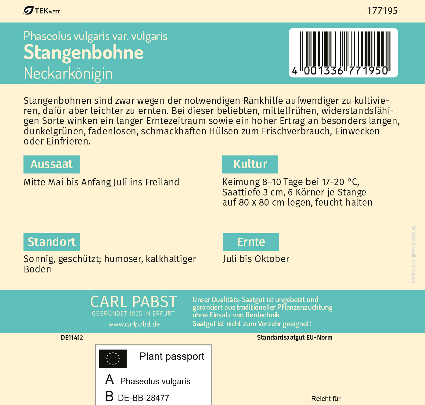 Stangenbohne dickfleischig & ertragreich Neckarkönigin