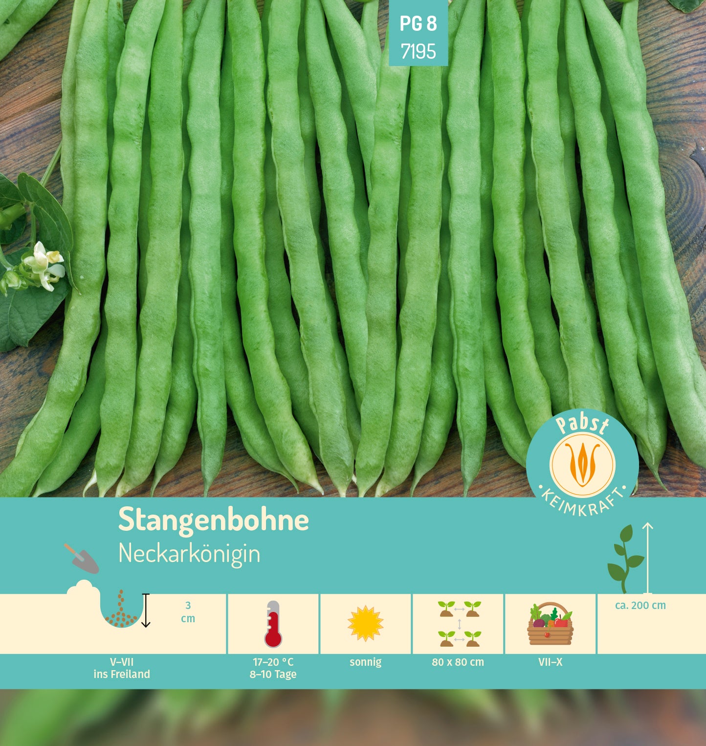 Stangenbohne dickfleischig & ertragreich Neckarkönigin