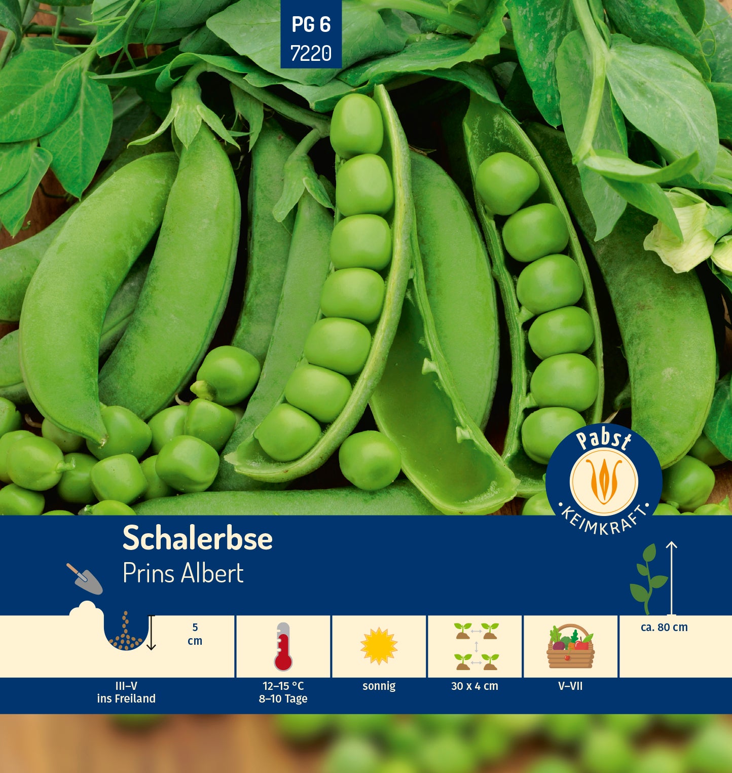 Schalerbse früh & hoch Prins Albert