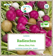 Radieschen Albena Zlata Viola Saatband 5 m