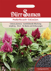 Federbusch-Celosien Mischung einjährig 35 cm