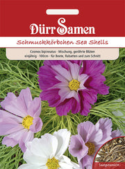 Cosmea Sea Shells einjährig 100-120 cm