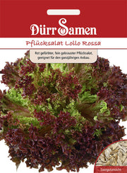 Pflücksalat Lollo Rossa