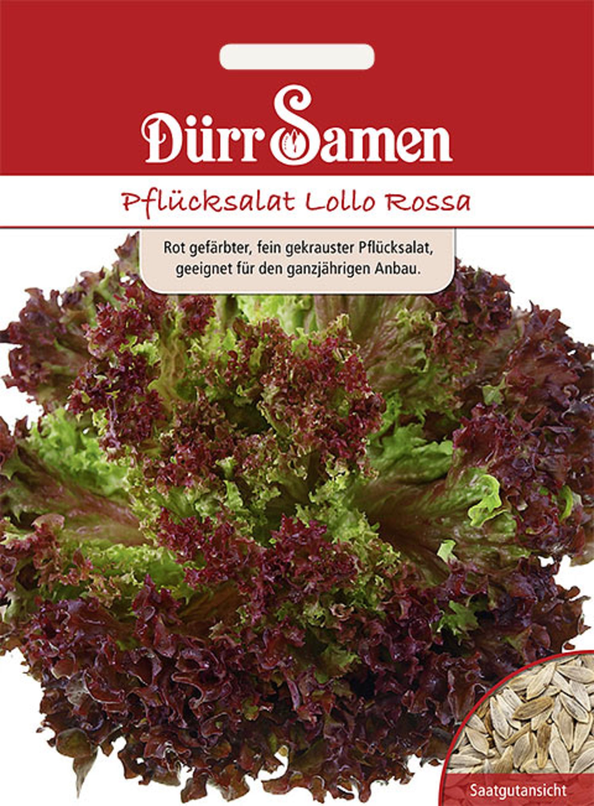 Pflücksalat Lollo Rossa