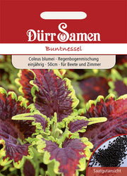 Buntnessel Bunte Regenbogenmischung einjährig 50 cm