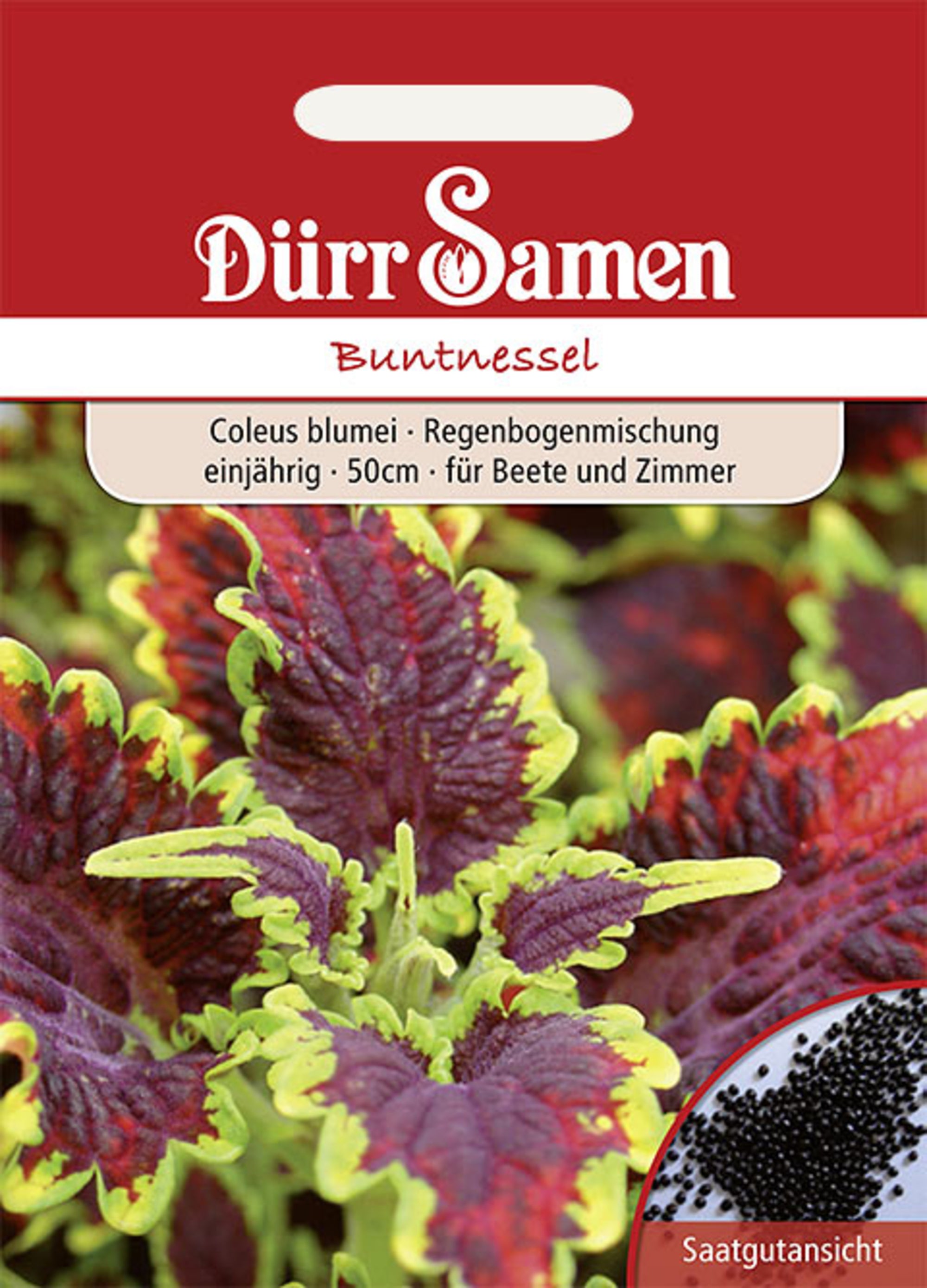 Buntnessel Bunte Regenbogenmischung einjährig 50 cm