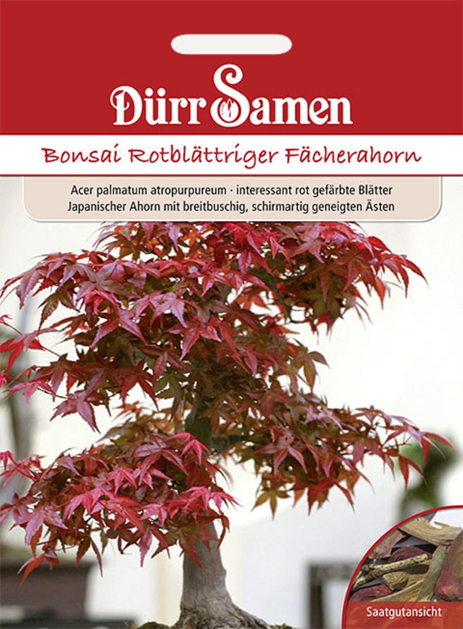 bonsai samen stratifizieren Bonsai-Samen Rotblättriger Fächerahorn