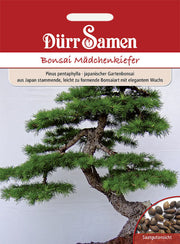 Bonsai-Samen Mädchen-Kiefer elegant und leicht zu formen