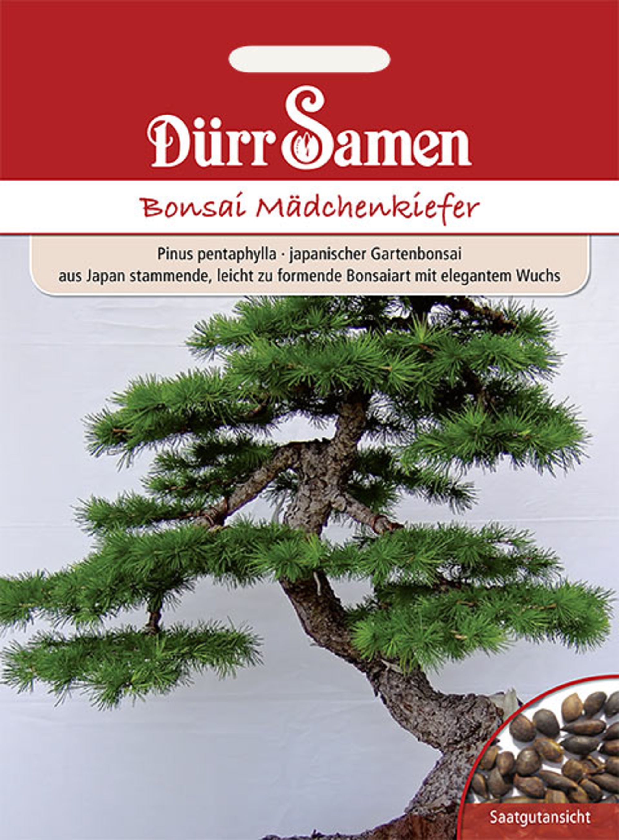 Bonsai-Samen Mädchen-Kiefer elegant und leicht zu formen