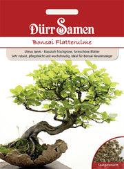 Bonsai Flatterulme ideal für Bonsai-Neueinsteiger