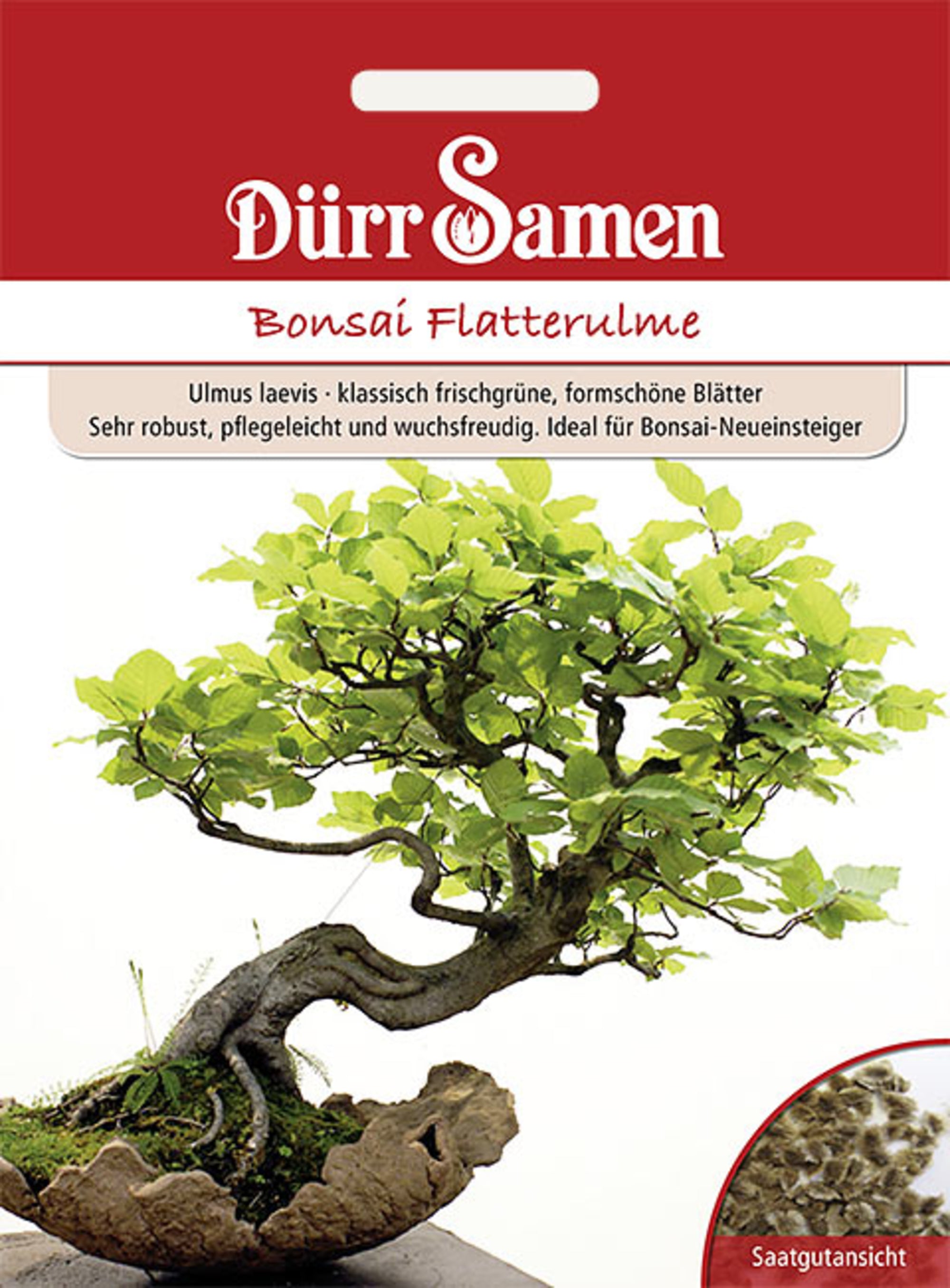 Bonsai Flatterulme ideal für Bonsai-Neueinsteiger