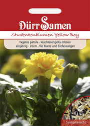 Studentenblumen Yellow Boy gelb einjährig 20 cm