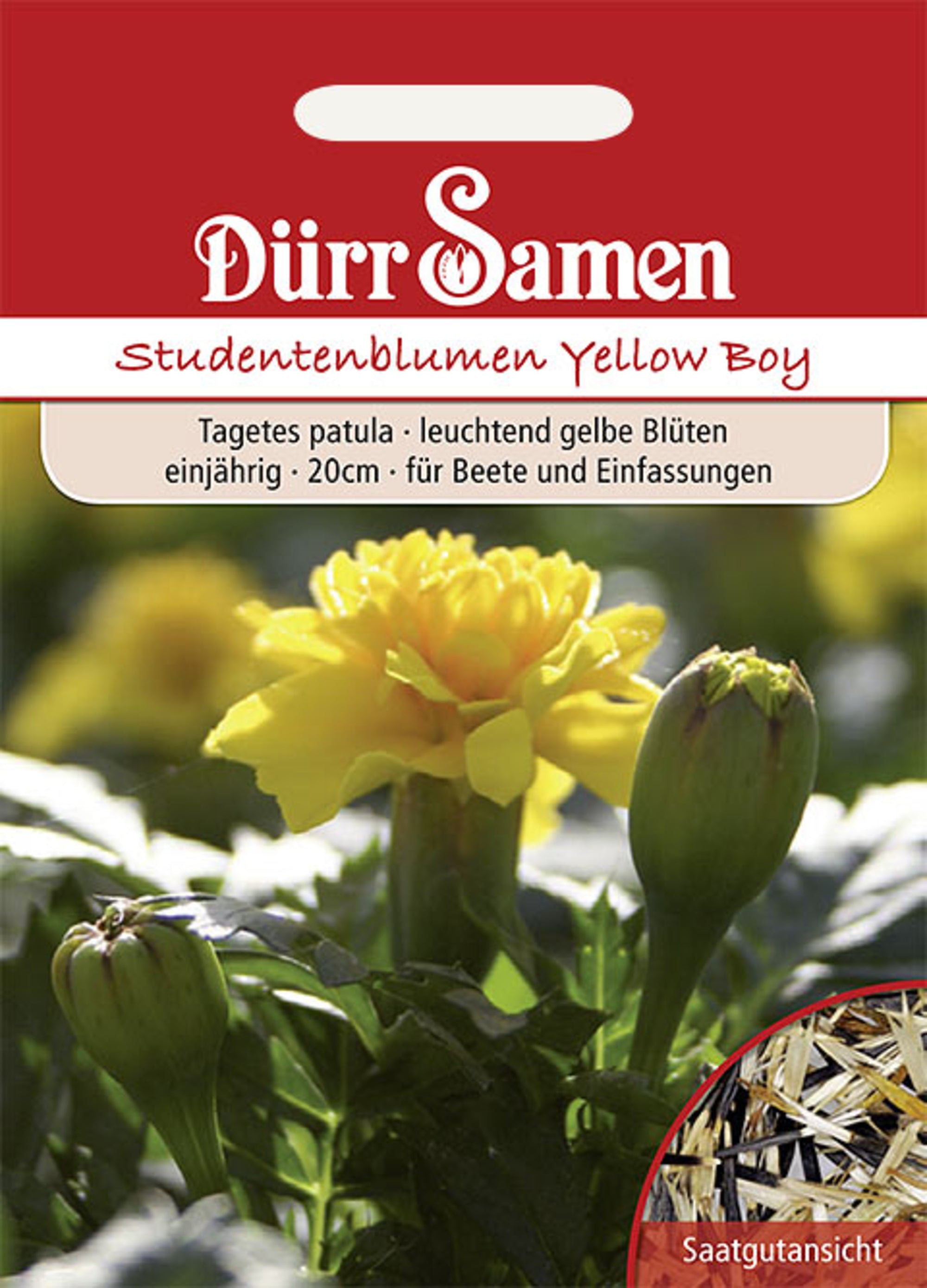 Studentenblumen Yellow Boy gelb einjährig 20 cm