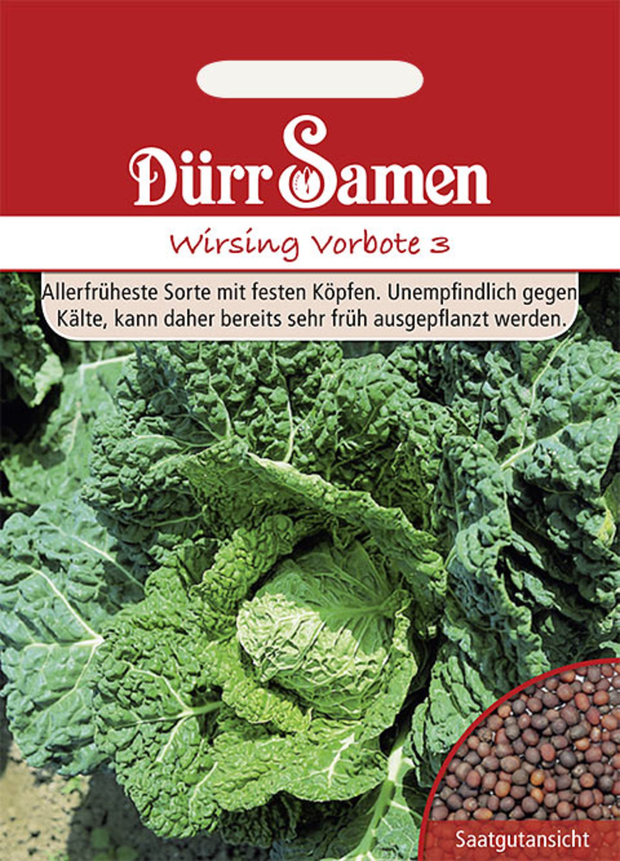 Wirsing Vorbote