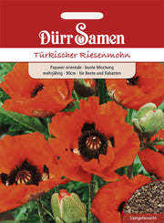 Türkischer Riesenmohn mehrjährig 90 cm