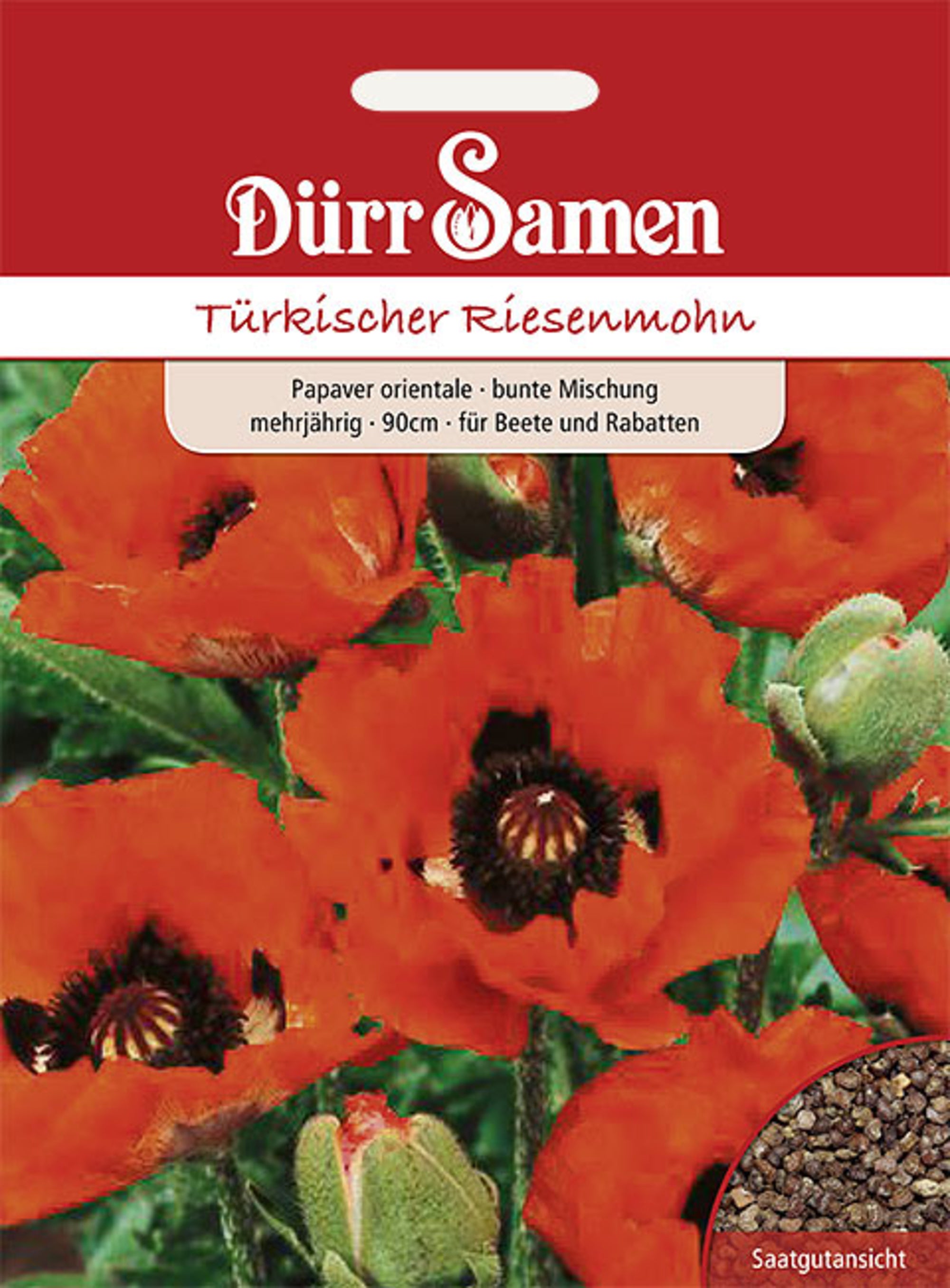 Türkischer Riesenmohn mehrjährig 90 cm
