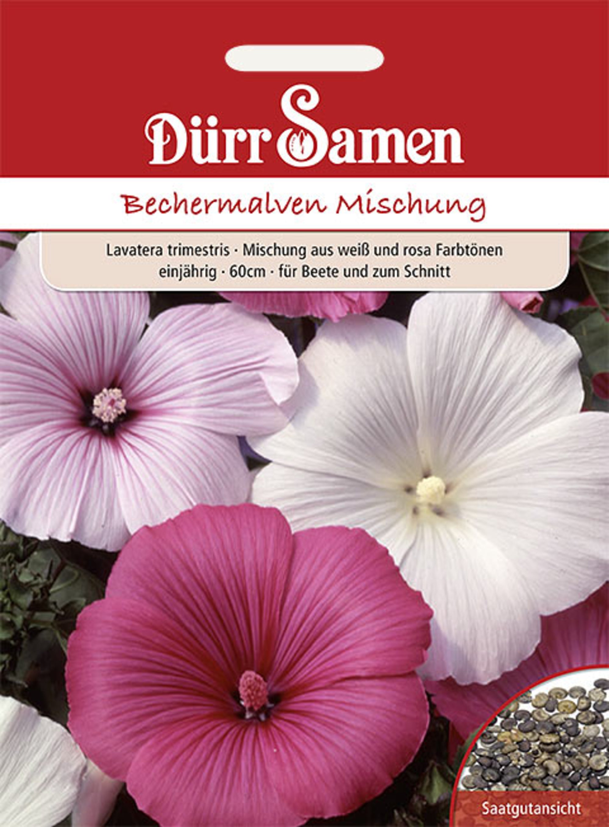 Bechermalve Mischung weiß und rosa einjährig 60 cm