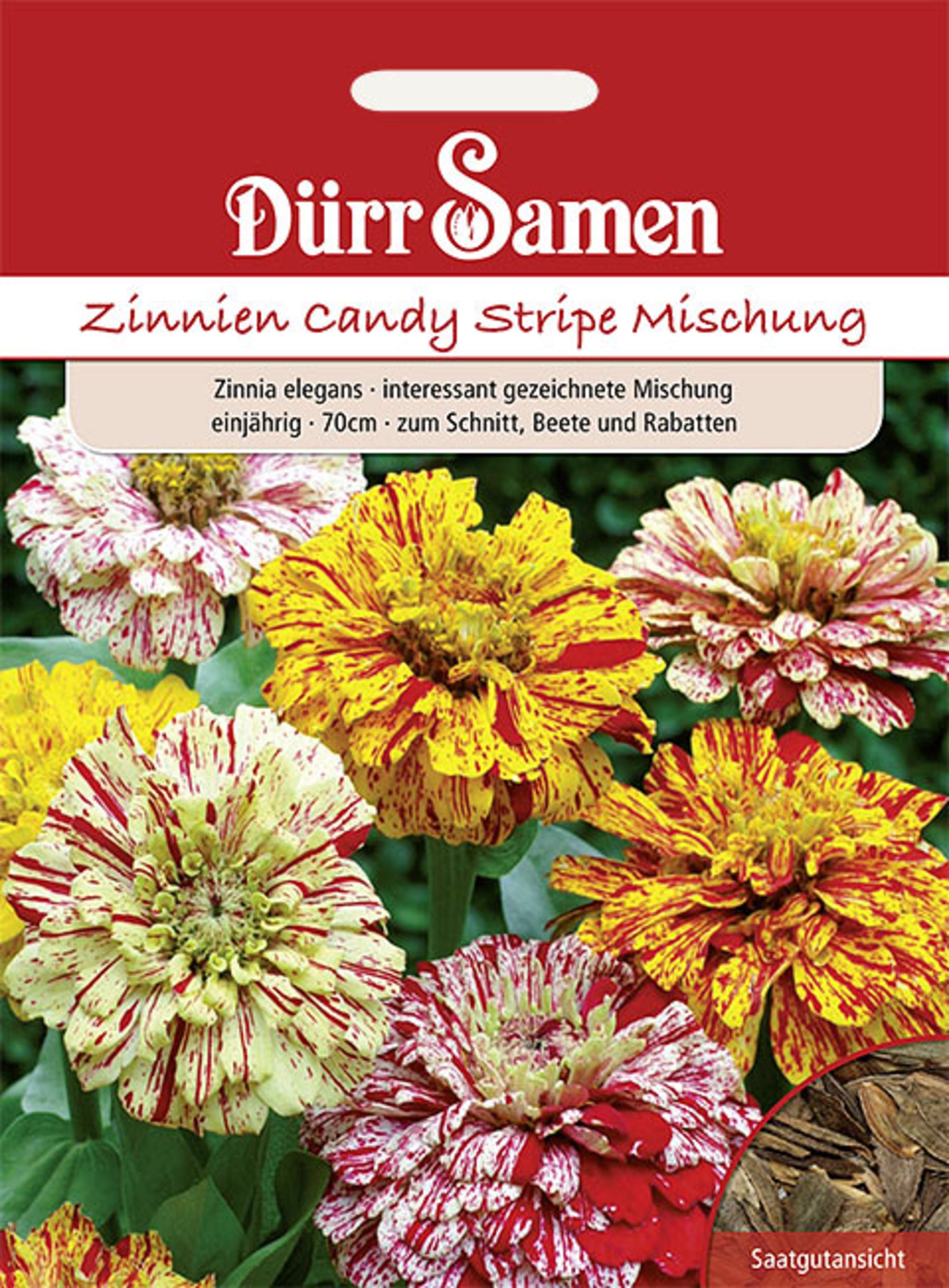 Zinnie Candy Stripe Mix einjährig 70 cm