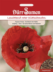 Mohn leuchtend rot einjährig 70 cm