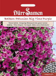 Petunien Purple Wave F1 einjährig 100 cm