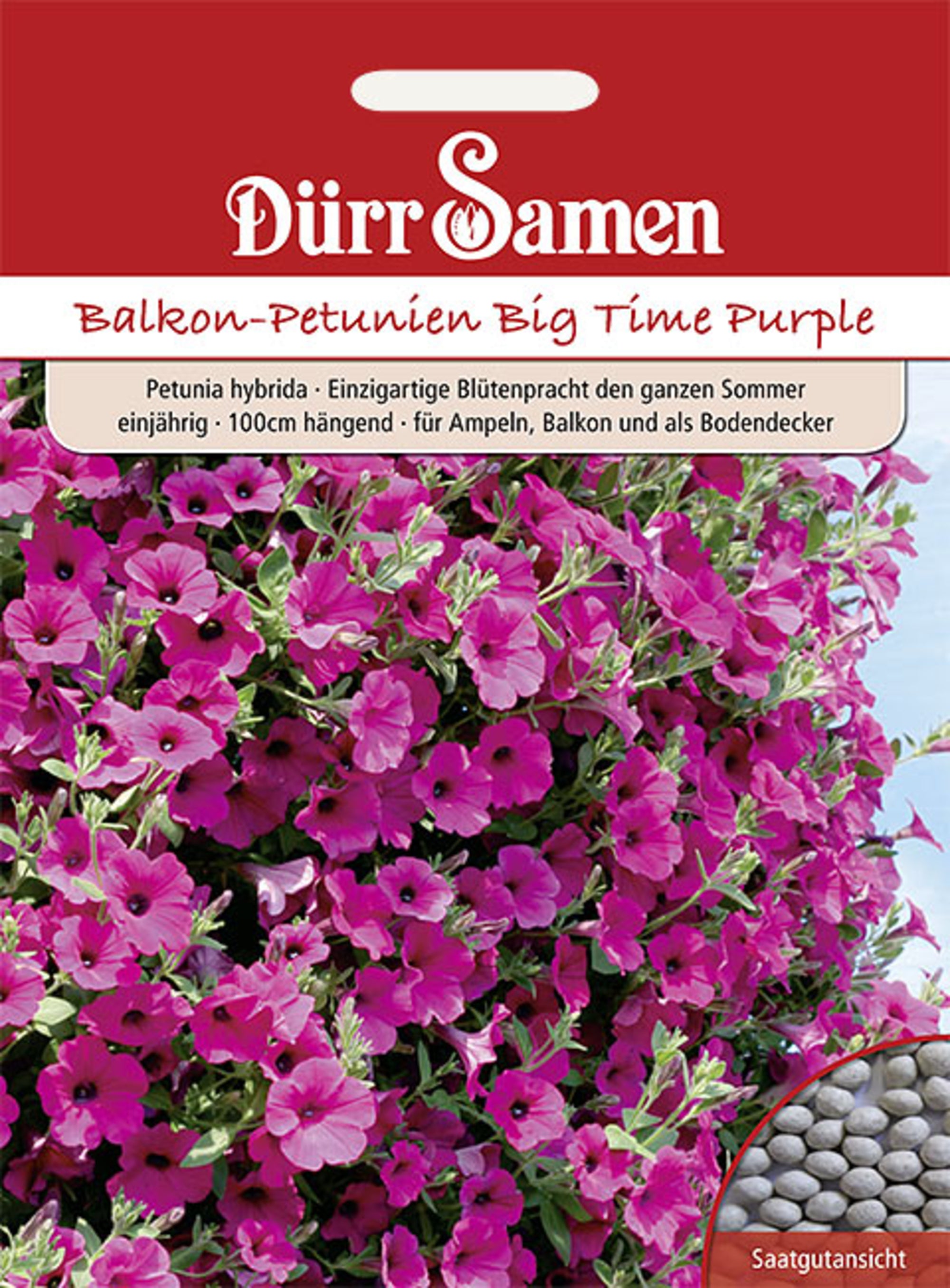 Petunien Purple Wave F1 einjährig 100 cm