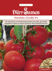Tomaten Cindel F1