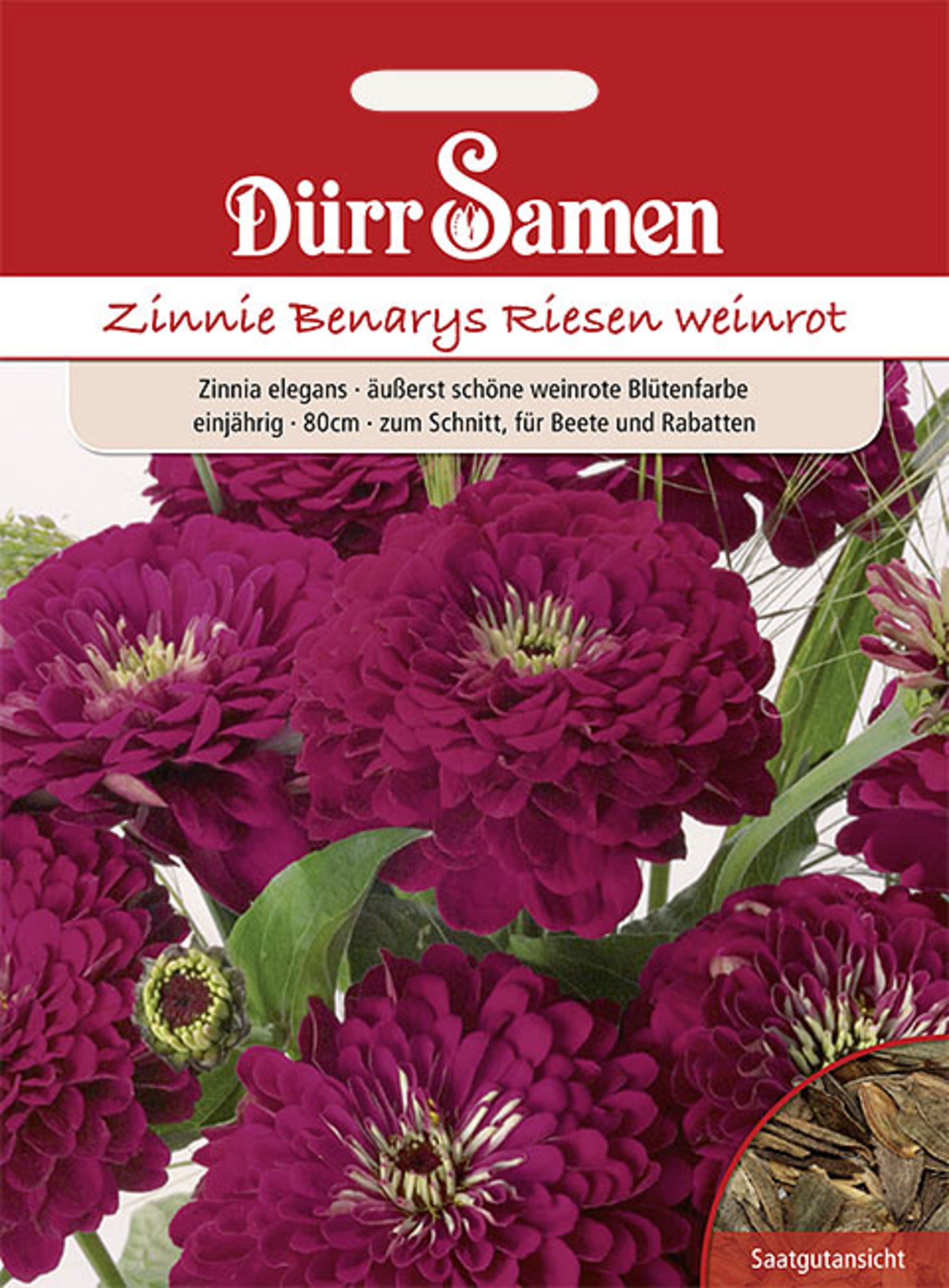 Zinnien Benarys Riesen weinrot einjährig 80 cm
