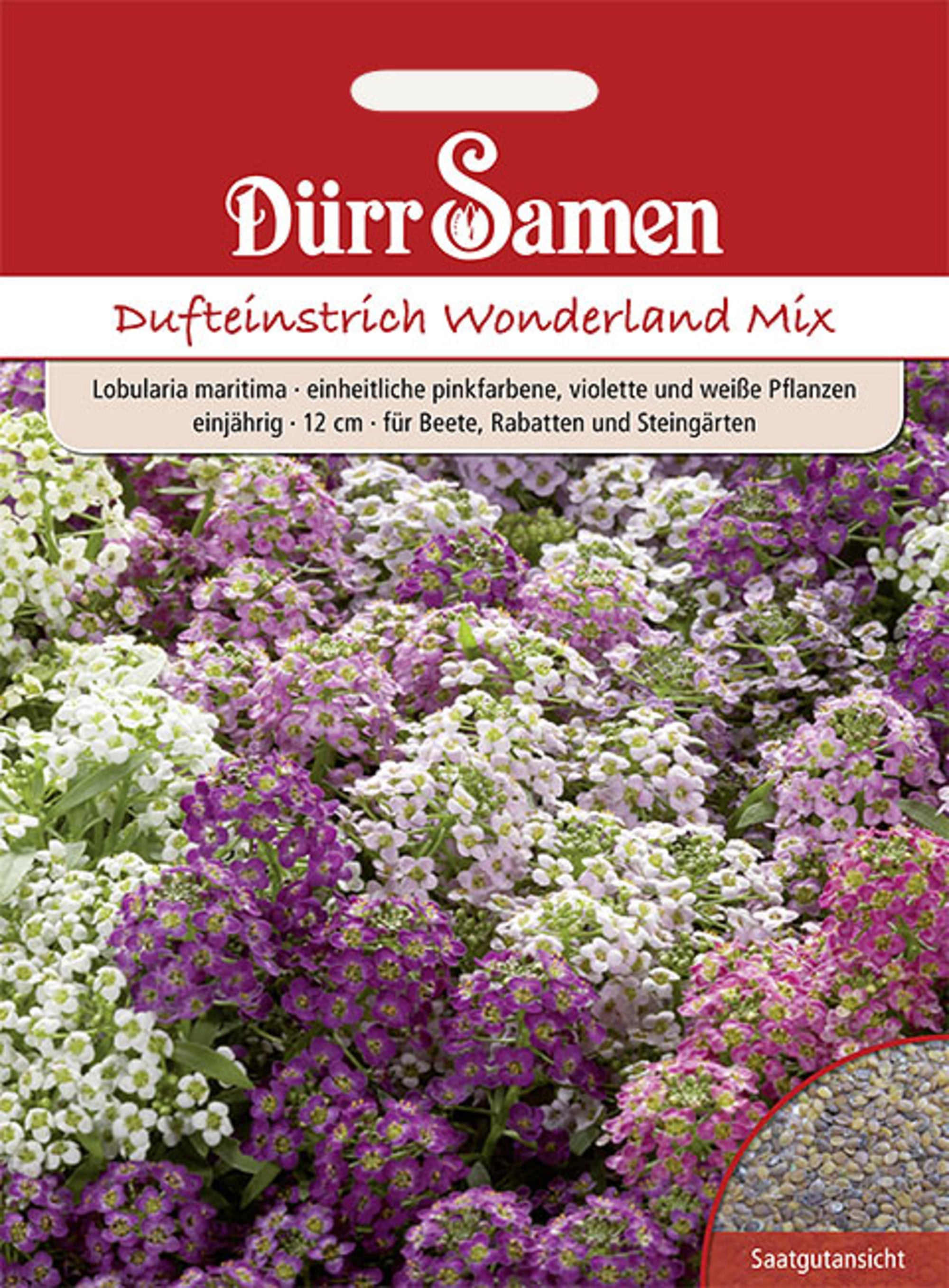 Duftsteinrich Wonderland Mix einjährig 12cm
